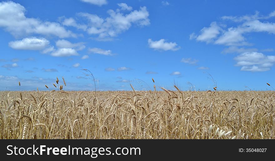 Wheat Field