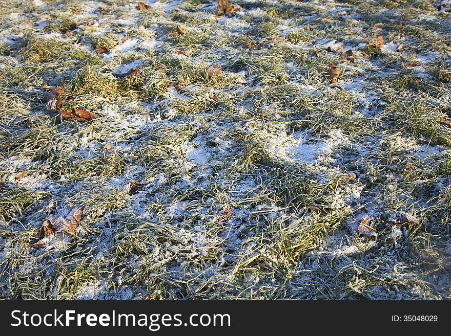 Grass covered with first  snow