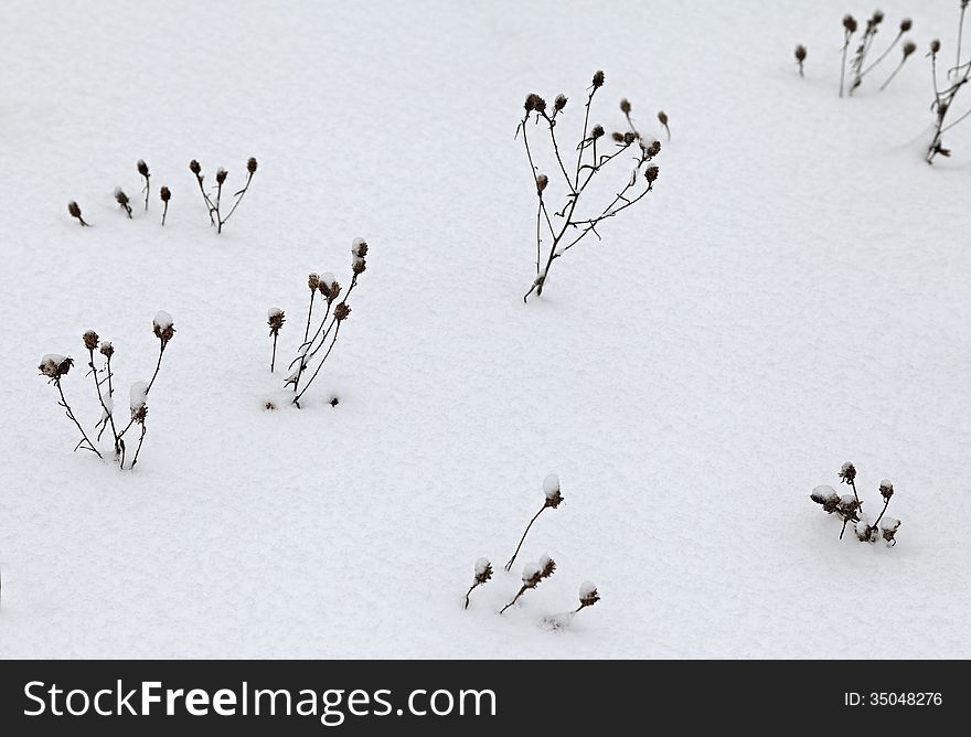 Dry Grass Covered With Snow