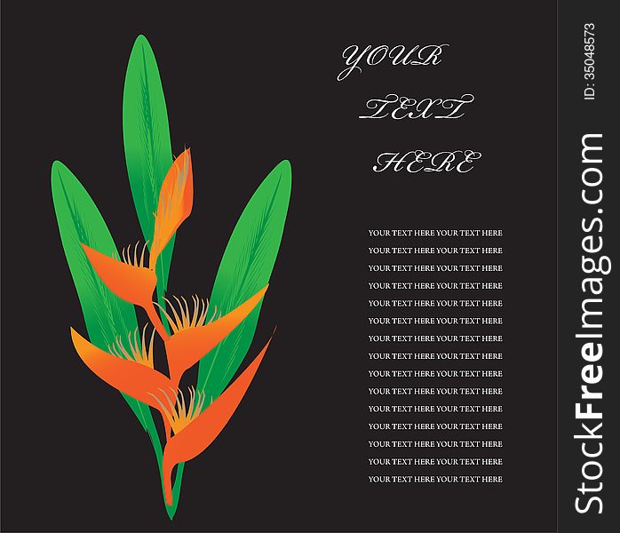 Orange Heliconia on a black background. Orange Heliconia on a black background