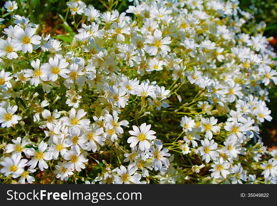 Little white flowers closeup, background