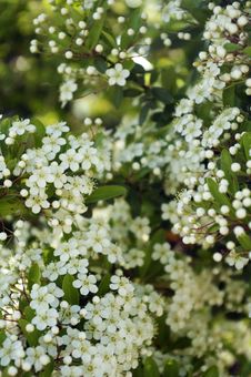 Little White Flowers Royalty Free Stock Photography Little White Flowers Royalty Free Stock Photography