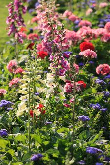Colorful Foxglove Flowers Royalty Free Stock Photos Colorful Foxglove Flowers Royalty Free Stock Photos