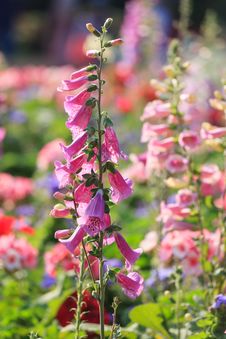 Colorful Foxglove Flowers Royalty Free Stock Image Colorful Foxglove Flowers Royalty Free Stock Image