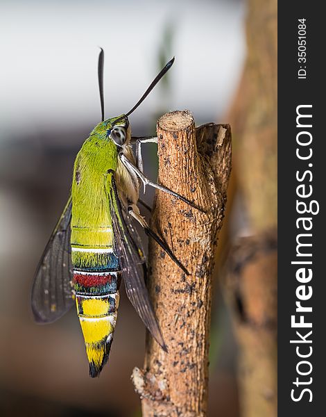 Close up of pellucid hawk moth or greenish hyaline hawk moth (Cephonodes hylas Linnaeus) resting on stick, side view