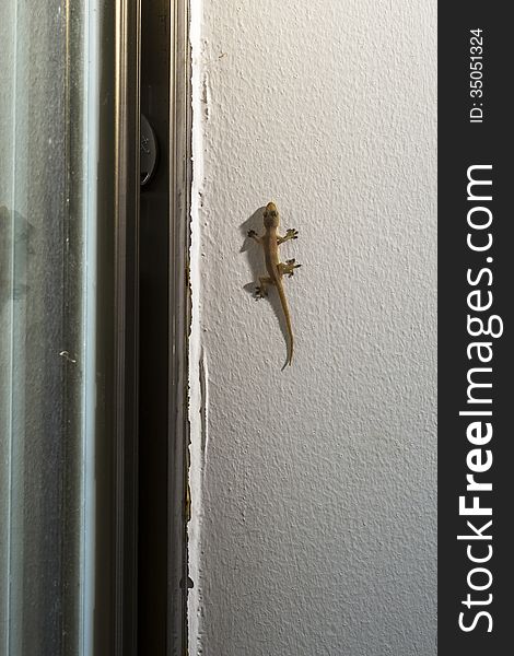a little gecko on the white rough wall, his shadow looks like a big dinosaur. a little gecko on the white rough wall, his shadow looks like a big dinosaur.