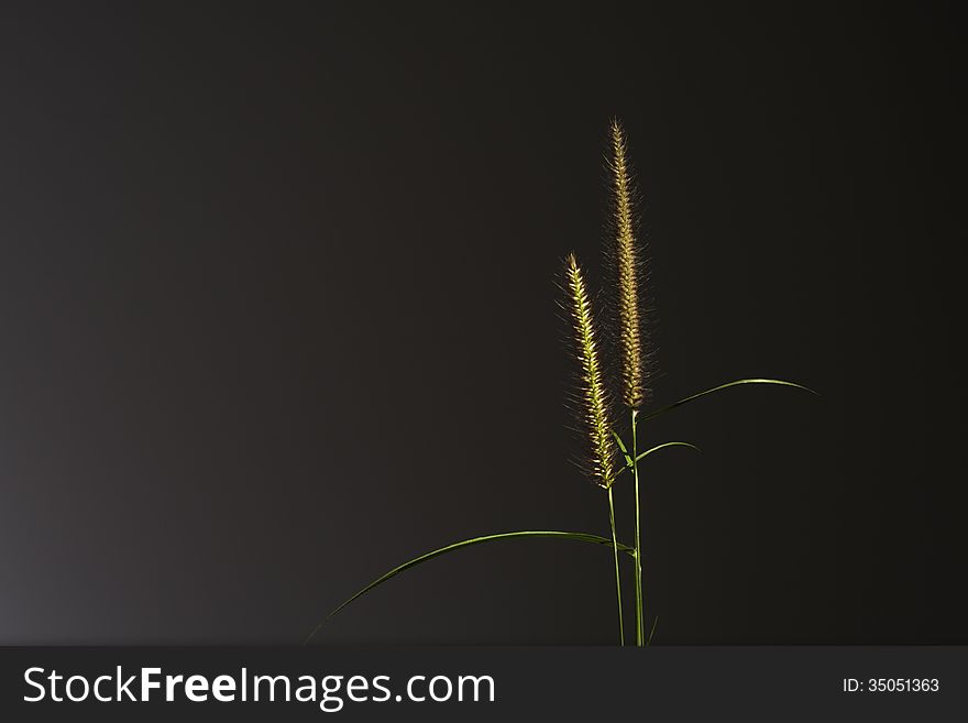 grass spikelet on the dark background