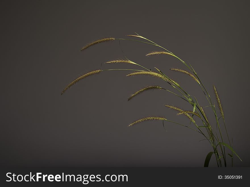 curved grass spikelet on the dark background