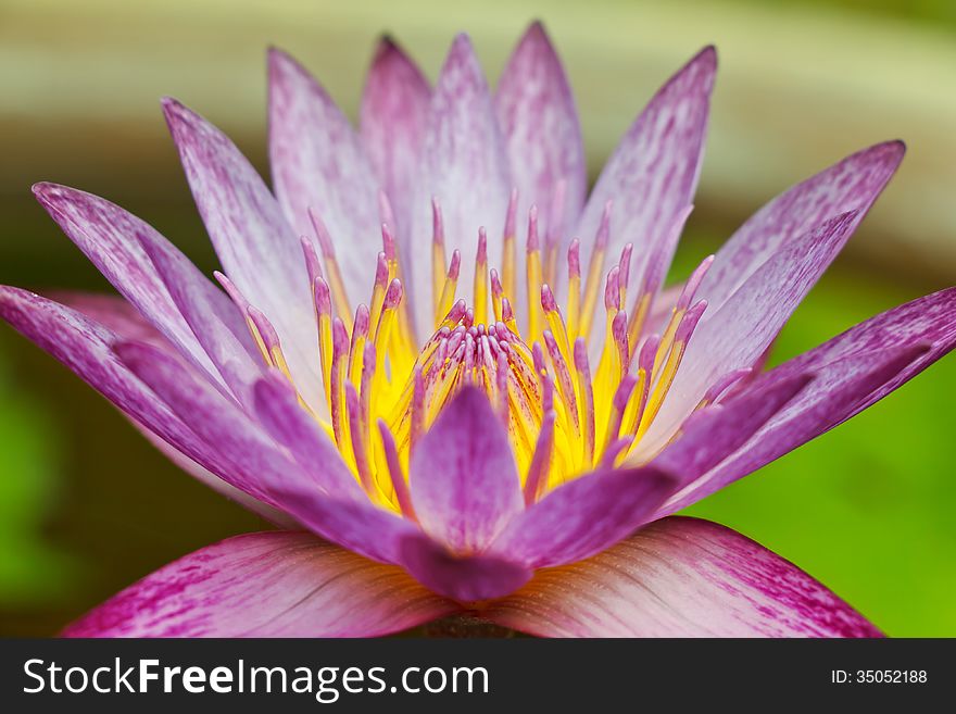 Pink Lotus Flower