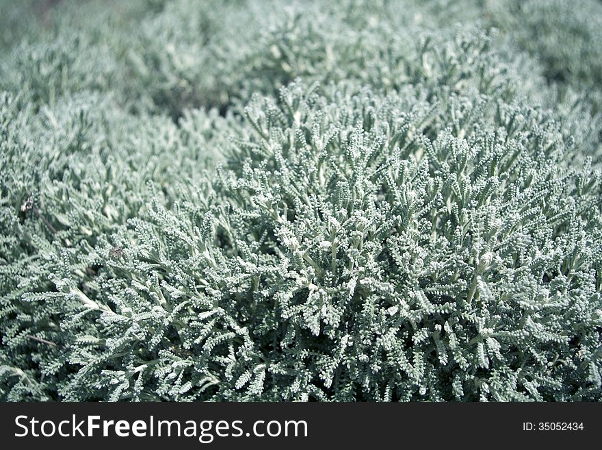 Green plant background, winter close up. Green plant background, winter close up