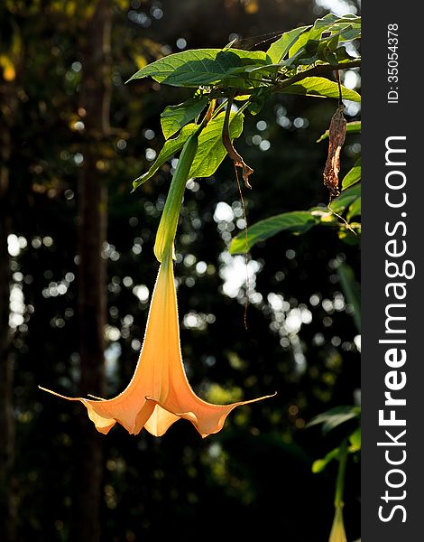 Datura stramonium flower in the garden in Thailand