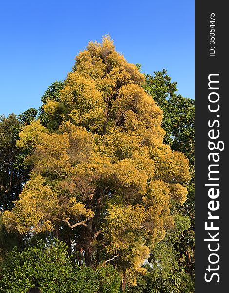 Single Yellow Colored Autumn Tree