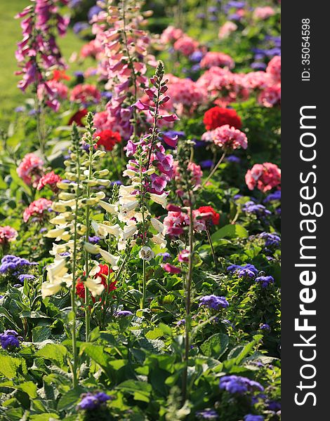 Colorful foxglove flowers (digitalis purpurea) in the garden