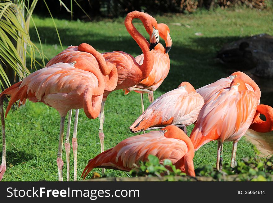 Flamingos are bathing and sleeping