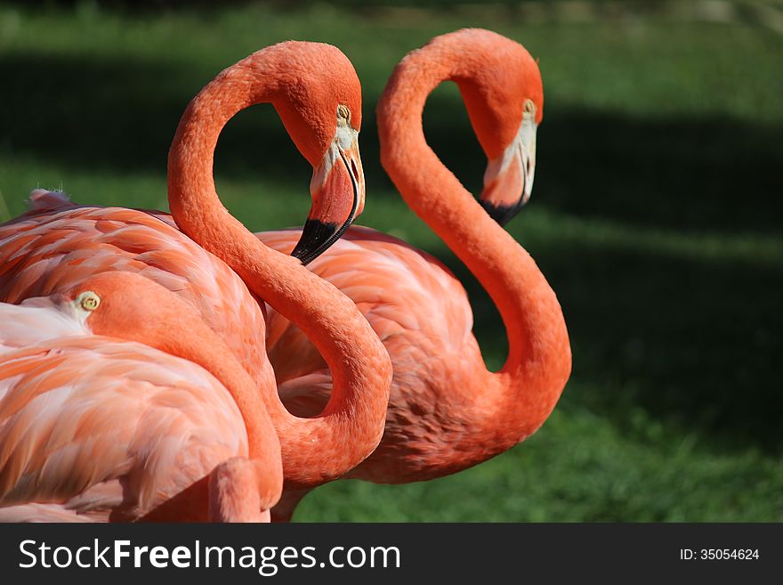 Flamingos are bathing and sleeping