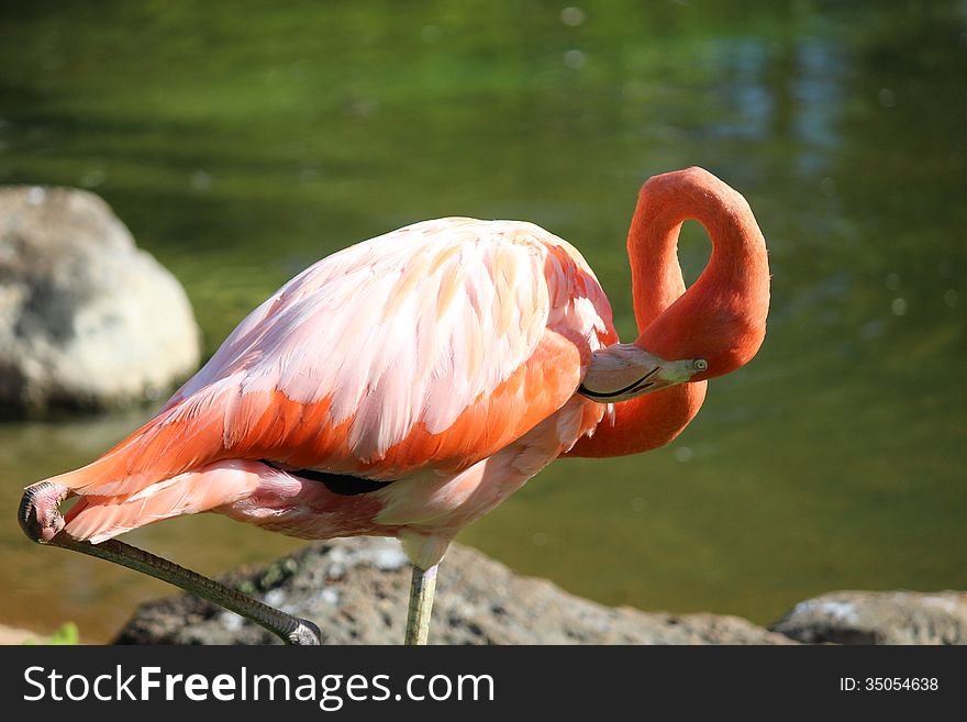 Pink flamingo is bathing in the pond