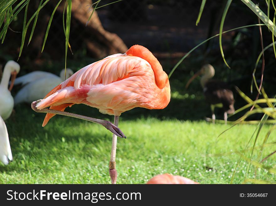 Pink flamingo is sleeping