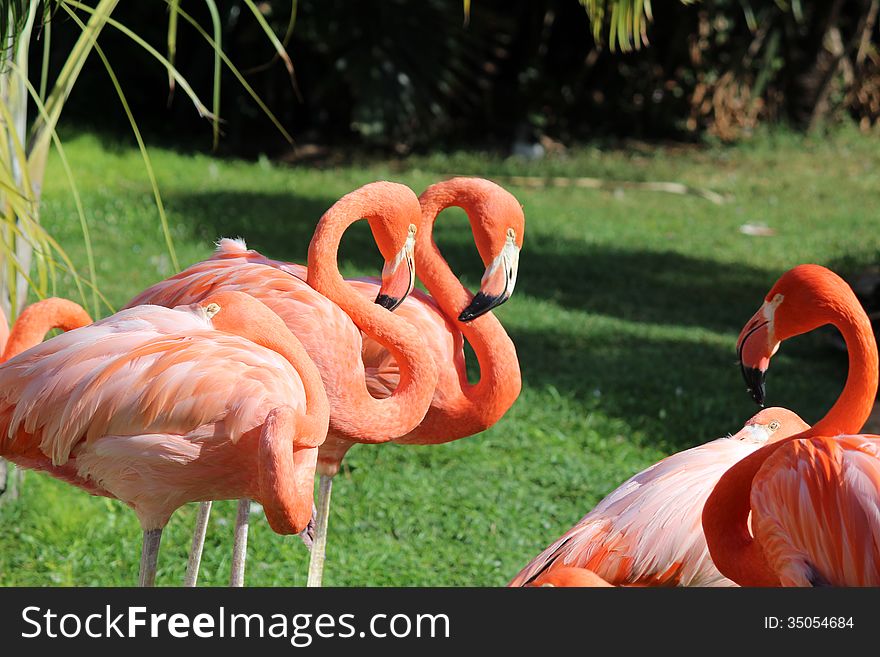 Pink flamingos in the Zoo