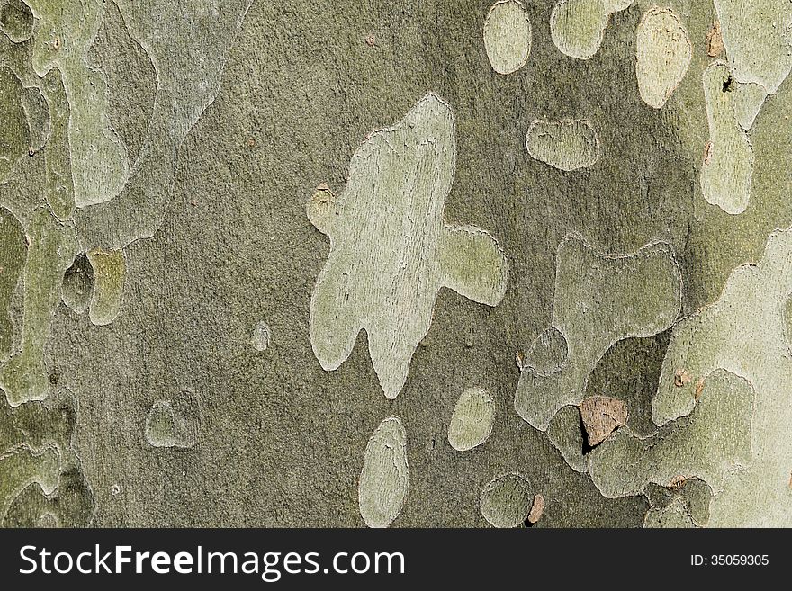 Bark of tree detail close-up