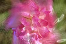 Abstract Pink Rose Flower Stock Image Abstract Pink Rose Flower Stock Image