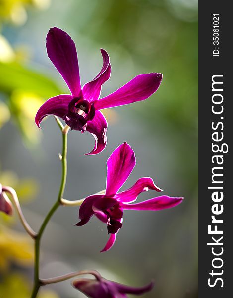 A branch of violet orchid in a garden