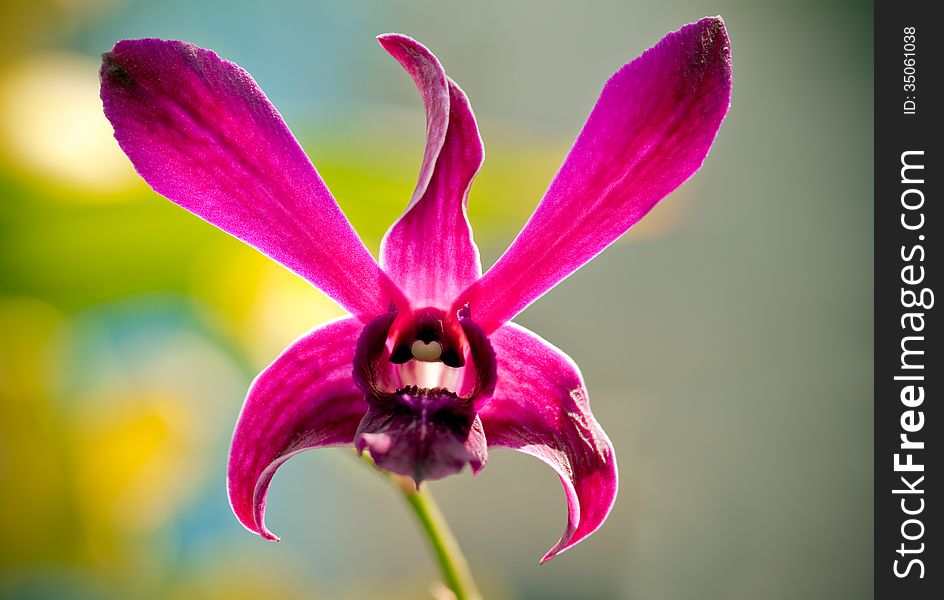 A single violet orchid in garden background