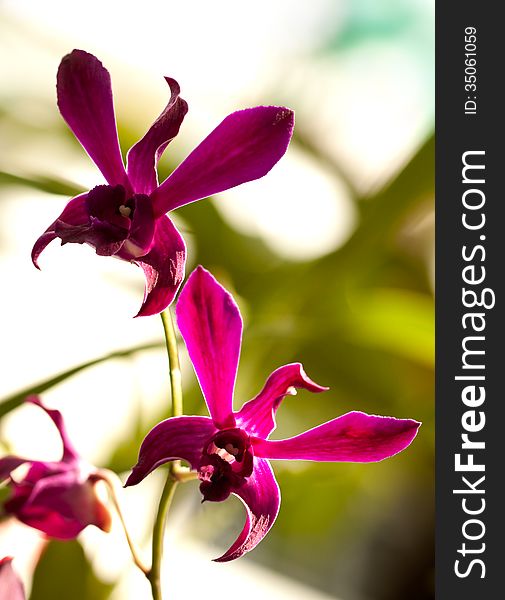 A branch of violet orchid in a garden