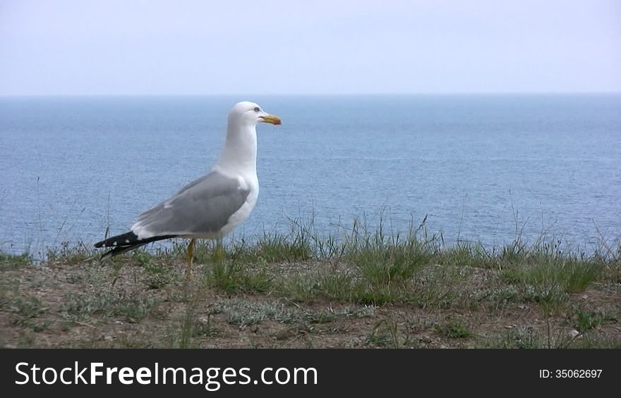 Large breed seagull takes off and hides under the precipice at the background of blue sea and the pure blue sky. Large breed seagull takes off and hides under the precipice at the background of blue sea and the pure blue sky