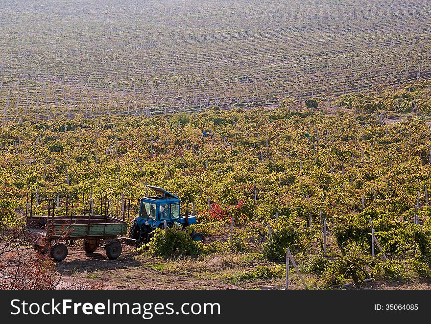 Grape harvest, rural landscape with a tractor in the vineyard in France.