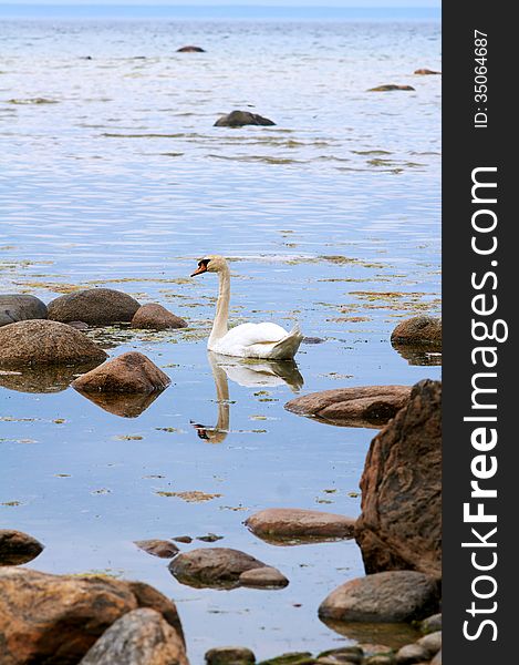 White swan near the seashore