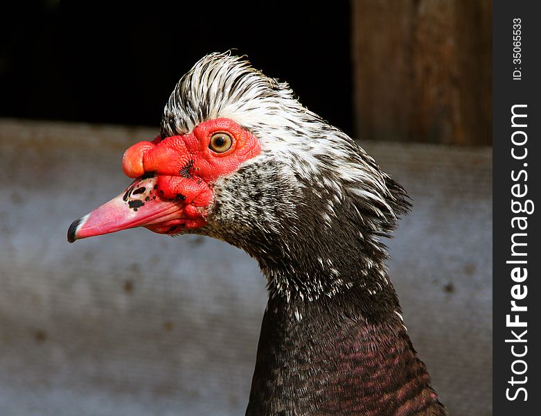 Muscovy duck &#x28;Cairina moschata&#x29