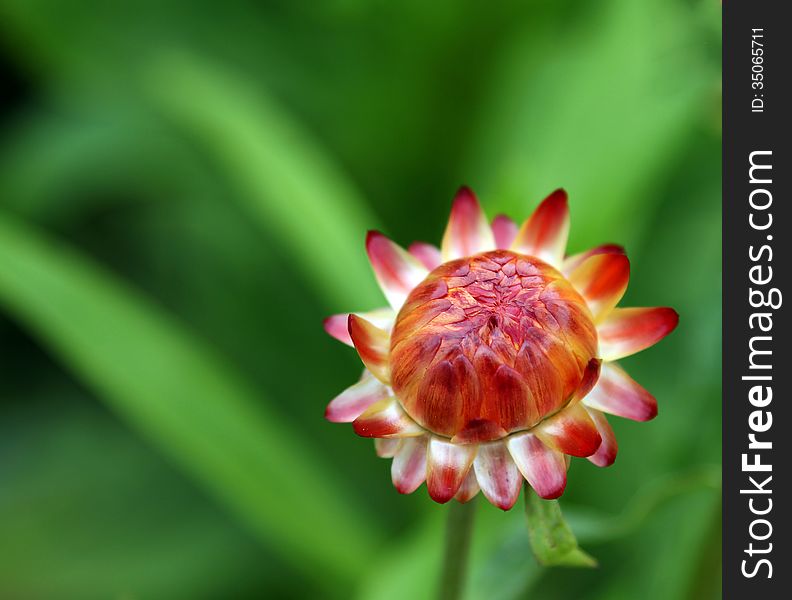 Orange-red summer flower on green background. Orange-red summer flower on green background