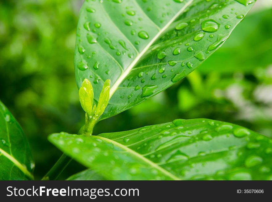 Leaf of tree against rain drops on surface macro background