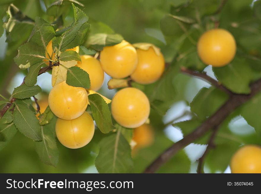Ripe, yellow Cherry plum on the tree in the garden