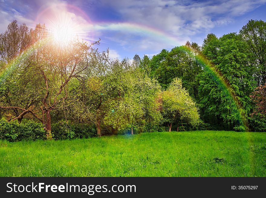 Spring landscape with trees near valley and colorful forest on hillside under blue sky with clouds. Spring landscape with trees near valley and colorful forest on hillside under blue sky with clouds