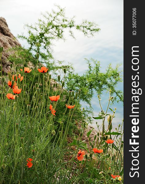 Poppies are flowering on the mountain slope against the blue sea. Poppies are flowering on the mountain slope against the blue sea.