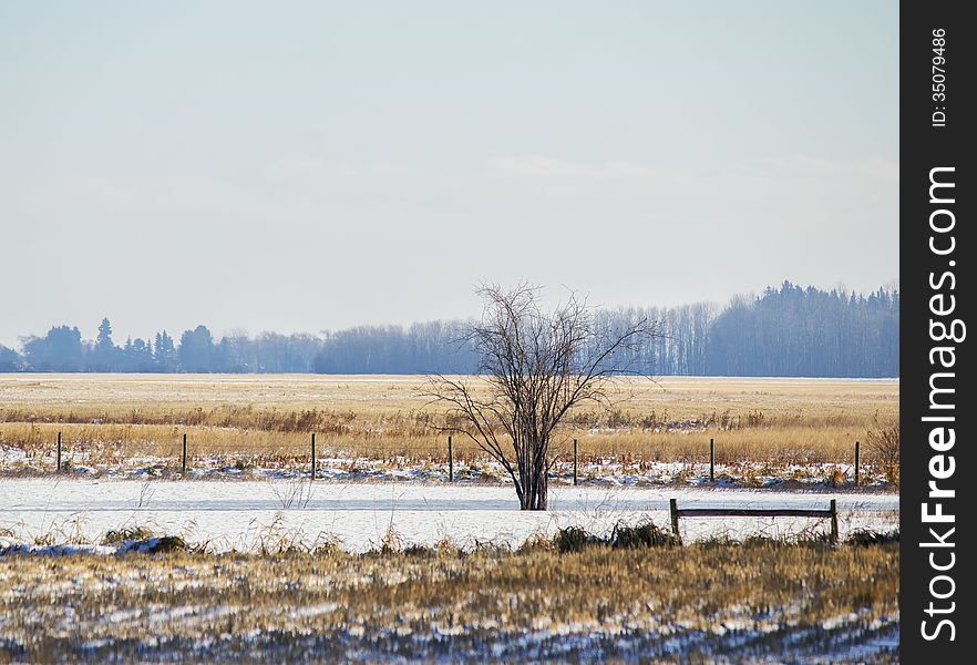 A Bare Tree By A Fence