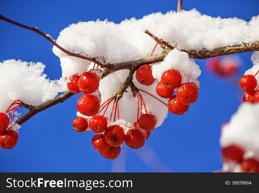 Red Berries On A Vine