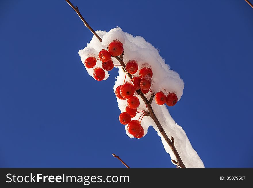 Cluster of red berries on a snow covered branch. Cluster of red berries on a snow covered branch