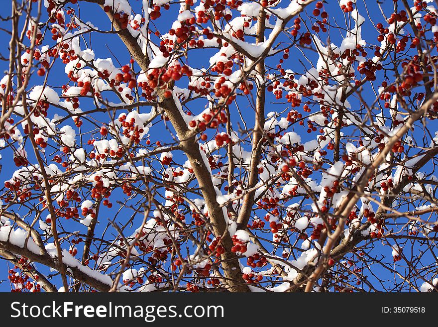 A red berry tree with snow covered branches. A red berry tree with snow covered branches