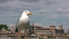 Urban Seagull Stock Photos