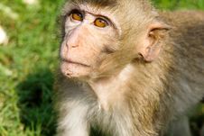 Long-tailed Macaque Royalty Free Stock Photos