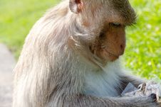 Portrait Of Long-tailed Macaque Royalty Free Stock Photos Portrait Of Long-tailed Macaque Royalty Free Stock Photos