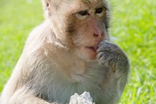 Portrait Of Long-tailed Macaque Stock Photos Portrait Of Long-tailed Macaque Stock Photos