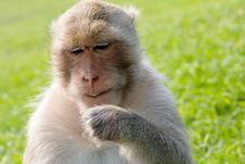 Portrait Of Long-tailed Macaque Royalty Free Stock Photography Portrait Of Long-tailed Macaque Royalty Free Stock Photography