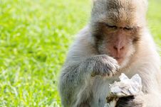 Long-tailed Macaque Royalty Free Stock Images Long-tailed Macaque Royalty Free Stock Images