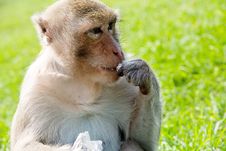 Portrait Of Long-tailed Macaque Royalty Free Stock Photos Portrait Of Long-tailed Macaque Royalty Free Stock Photos