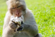 Long-tailed Macaque Royalty Free Stock Photos Long-tailed Macaque Royalty Free Stock Photos