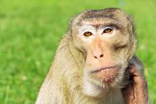 Long-tailed Macaque Royalty Free Stock Photo Long-tailed Macaque Royalty Free Stock Photo