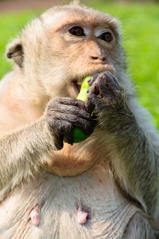 Portrait Image Of Long-tailed Macaque Royalty Free Stock Image Portrait Image Of Long-tailed Macaque Royalty Free Stock Image